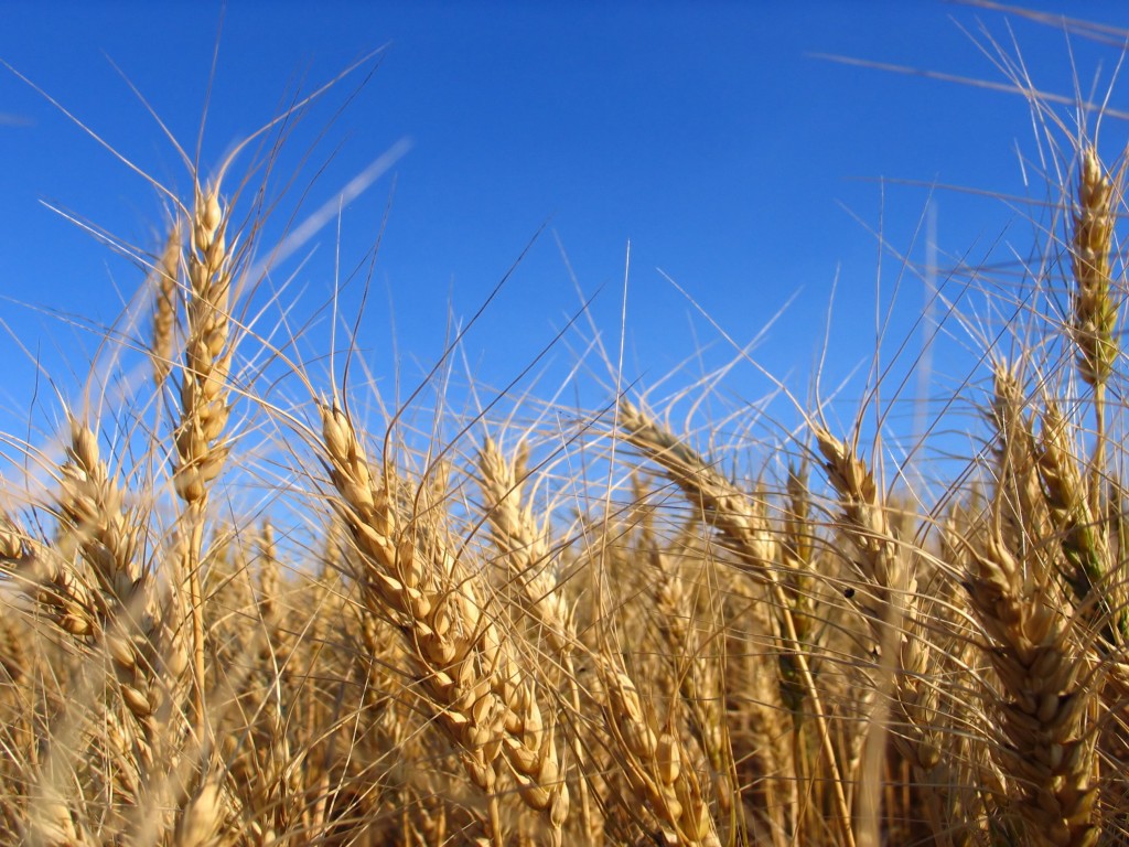 wheat intolerance allergy allergic reaction allergen